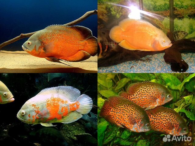 Акара,Блю Демпси,Северумы,Вьехи,Меека,Астронотусы