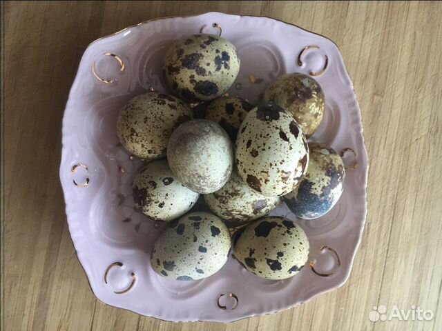 Инкубационное яйцо перепела купить на Зозу.ру - фотография № 4