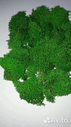 Мох Стабилизированный мох