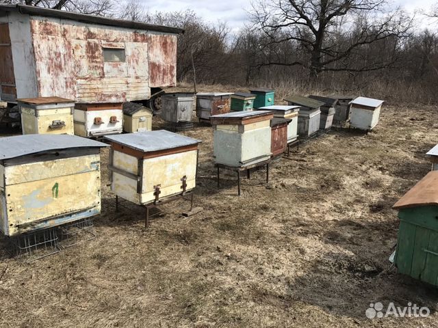 Пчелосемьи, ульи, пчелы купить на Зозу.ру - фотография № 2