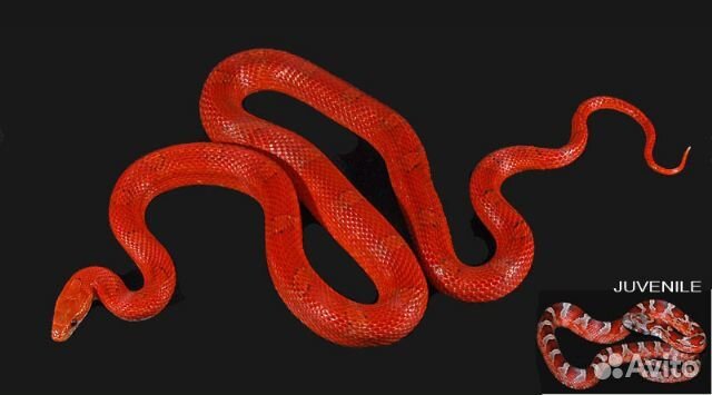 Кровь у змей