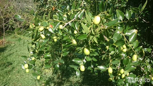 Зизифус Унаби Китайский Морозостойкий Финик Купить Саженцы