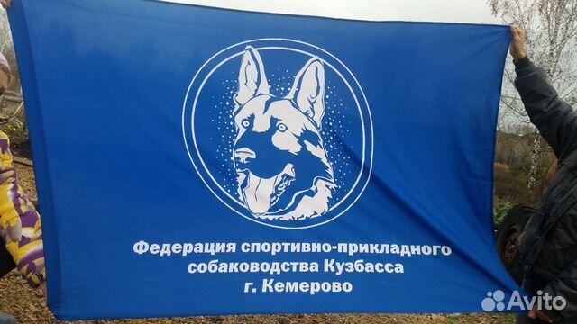 Дрессировка собак