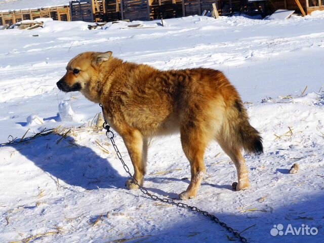 Отличная жизнерадостная собака ищет дом, стерильна купить на Зозу.ру - фотография № 1