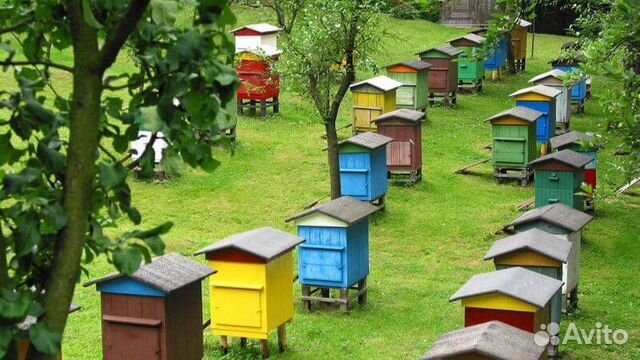 Пчелы-семьи купить на Зозу.ру - фотография № 1