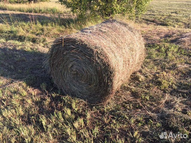 Сено в рулонах