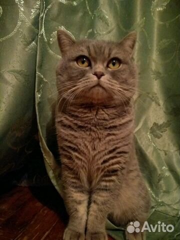 Вязка, кот благородных кровей(шотландец-страйт) купить на Зозу.ру - фотография № 1