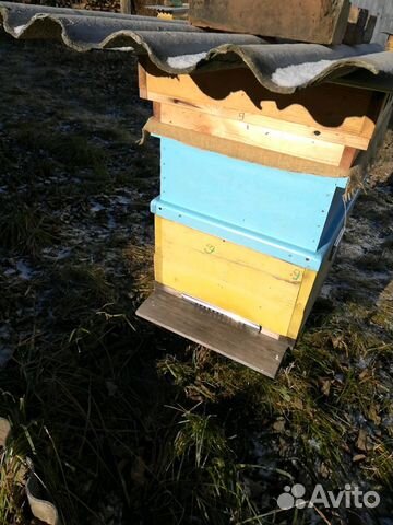 Пчелы породистые спокойные купить на Зозу.ру - фотография № 4