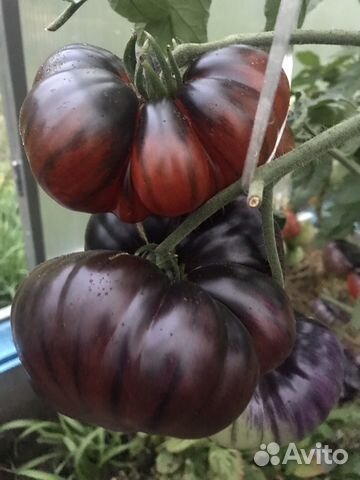 семена томатов коллекционных