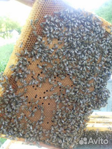 Пчелопакеты. Пчелы купить на Зозу.ру - фотография № 1