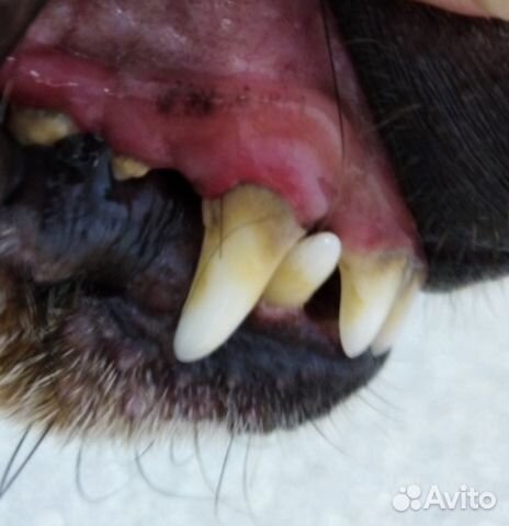 Ультразвуковая чистка зубов собаки без наркоза