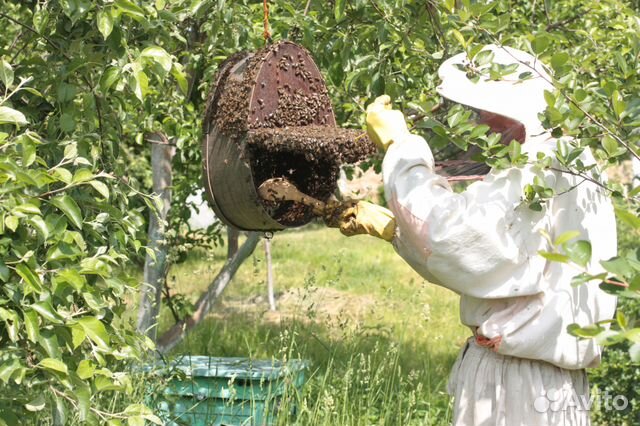 Продам пчелосемьи с ульями купить на Зозу.ру - фотография № 5
