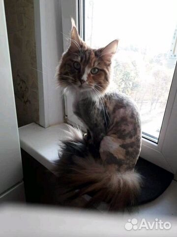 Стрижка собак и кошек с выездом на дом Стрижка собак и кошек с выездом на дом