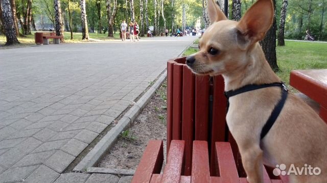 Авито пермь чихуахуа. Чихуахуа Пермь. Чихуа в Перми.