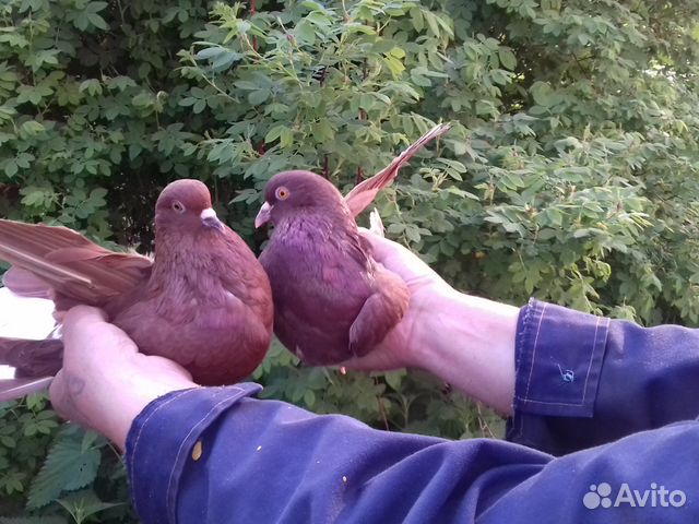 голуби курские елецкие. голуби курские турманы. голуби курский турман. голуби елецкие высоколетные. пекинский турман голубь.
