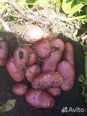 Картофель урожай 2019 года