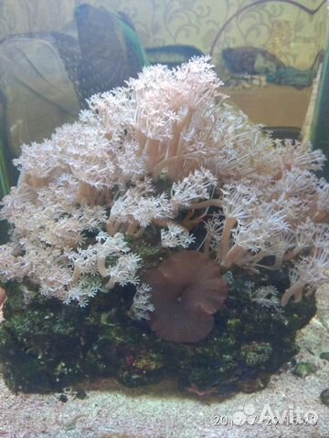 Ксения Пульсирующая кораллы купить на Зозу.ру - фотография № 3
