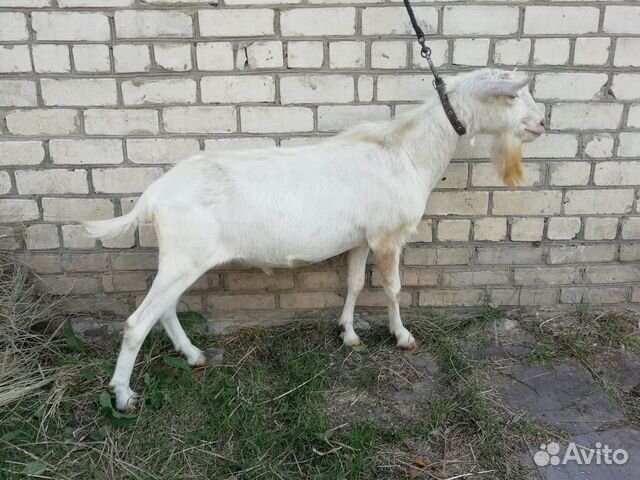 Племенной козел для случки купить на Зозу.ру - фотография № 1