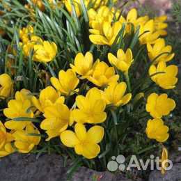 Луковицы штернбергии