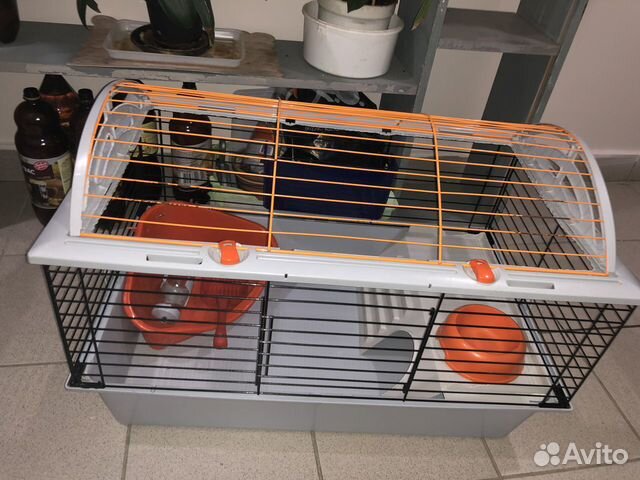 Клетка Клетка