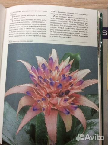 Книга- Женщины книга для вас- комнатные растения Книга- Женщины книга для вас- комнатные растения