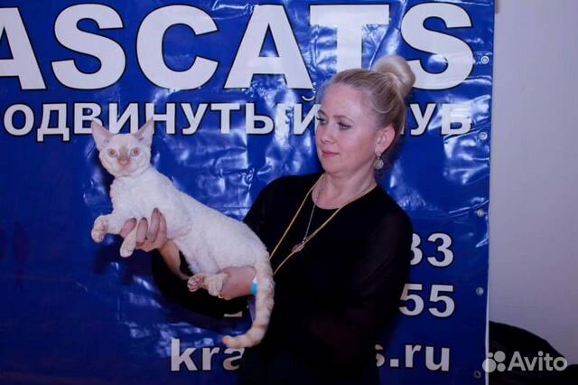 Котик девон-рекс голубоглазый