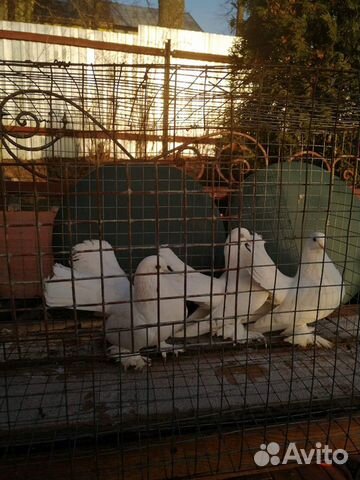 Статные голуби купить на Зозу.ру - фотография № 4