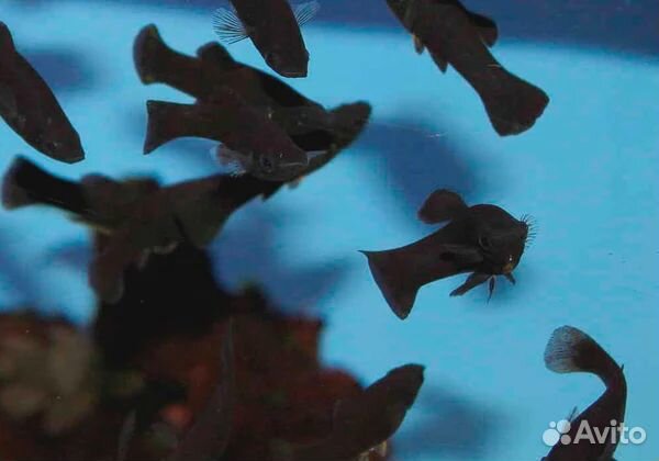 Аквариумные рыбки - черная моллинезия купить на Зозу.ру - фотография № 1