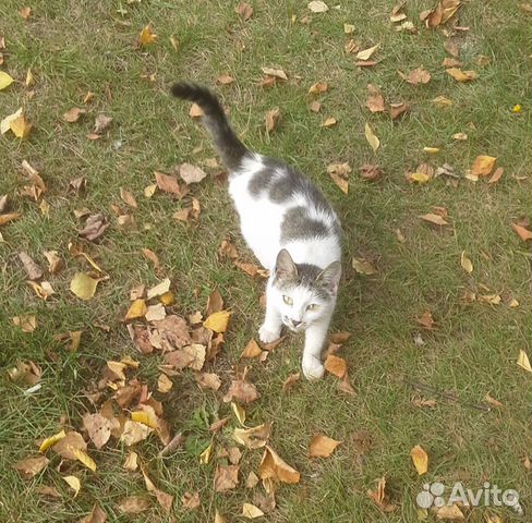 Кошечка с улицы ищет дом