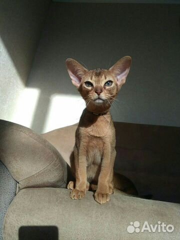 Абиссинские котята
