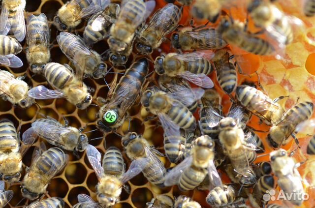 Пчелопакеты,пчеломатки Карника купить на Зозу.ру - фотография № 2