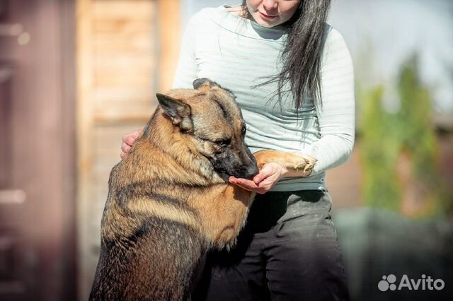Собака Эмилия ищет дом,ей 3 года купить на Зозу.ру - фотография № 10