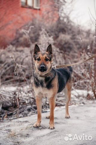 Hund