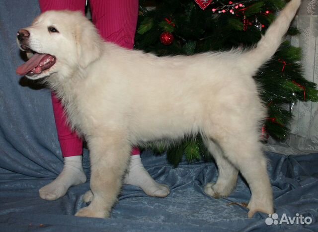 Большая перинейская горная собака - щенки купить на Зозу.ру - фотография № 6
