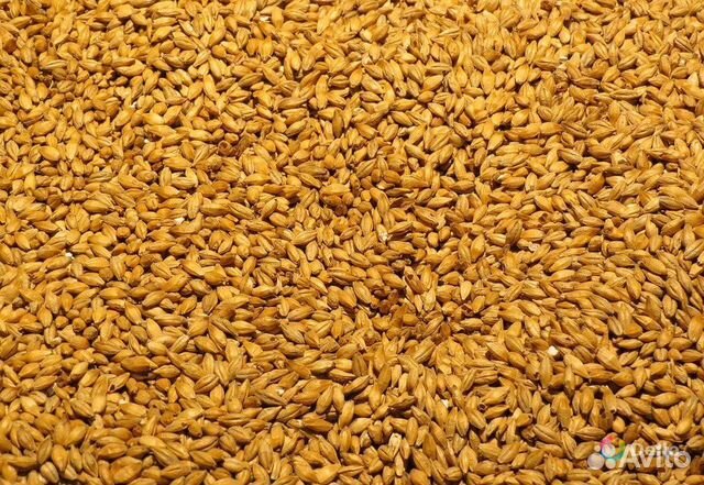 Пшеница,Ячмень купить на Зозу.ру - фотография № 2