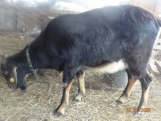 Анло-нубийский козёл, ламанча коза купить на Зозу.ру - фотография № 1
