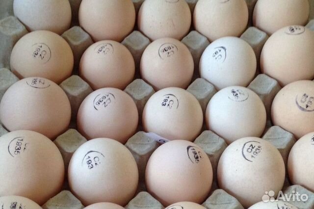 Инкубационное яйцо бройлеров и мясо-яичных кур купить на Зозу.ру - фотография № 1