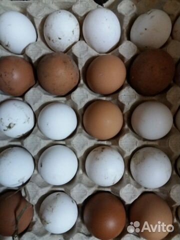 Яйцо инкубационное перепелки, цесарки, индюшки купить на Зозу.ру - фотография № 3