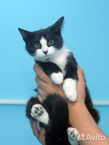 Добрый и веселый котенок в надежные руки купить на Зозу.ру - фотография № 2