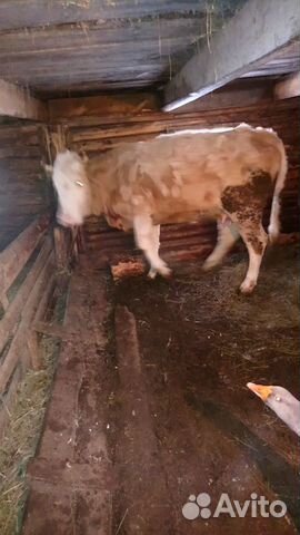 Продаётся корова, не стельная купить на Зозу.ру - фотография № 1