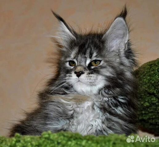 Котята Мейнкун купить на Зозу.ру - фотография № 1