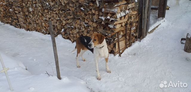 Собаки купить на Зозу.ру - фотография № 2