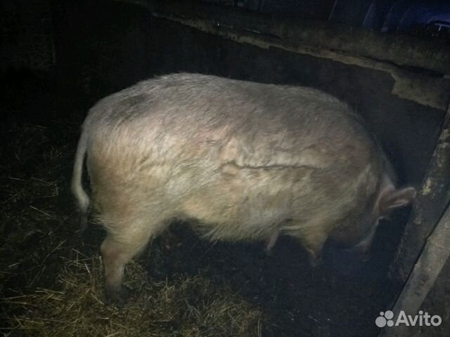 Продам свиней полукровок купить на Зозу.ру - фотография № 6