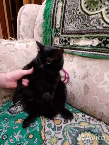 Кошка Василиса купить на Зозу.ру - фотография № 1