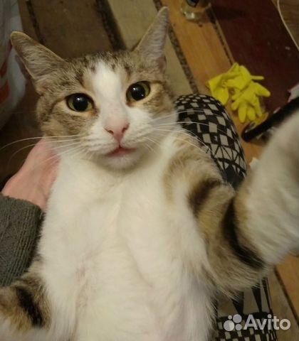 Самая ласковая кошка Катюша. 1 годик, стерилиз