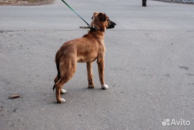 Собака в добрые руки купить на Зозу.ру - фотография № 3