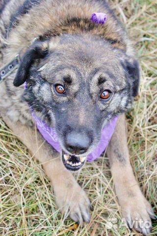 Отдам в хорошие руки, милую Карамельку