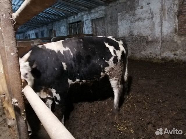 Продаю быков купить на Зозу.ру - фотография № 3