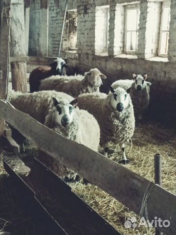 Kerry-Hill (кэрри хил) овцы длиннотощехвостые мясо купить на Зозу.ру - фотография № 5