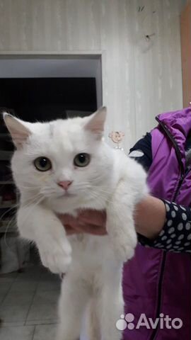 Белая кошечка с зелеными глазами купить на Зозу.ру - фотография № 1